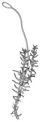 Dicranella cardotii, shoot with capsule, moist. Drawn from A.J. Fife 8302, CHR 459773.
 Image: R.C. Wagstaff © Landcare Research 2018 